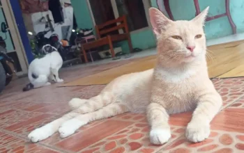 Bukan Sekedar Peliharaan: Kucing Dapat Bermanfaat untuk Kesehatan Fisik dan Mental
