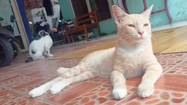 Kucing kampung