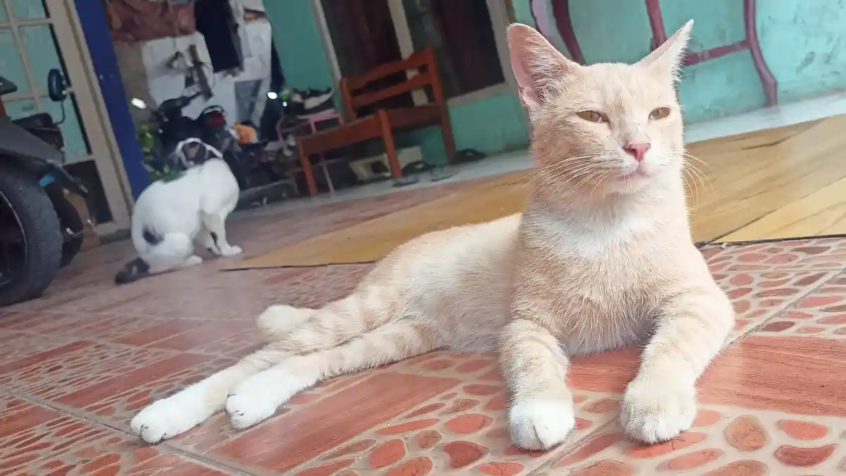 Bukan Sekedar Peliharaan: Kucing Dapat Bermanfaat untuk Kesehatan Fisik dan Mental