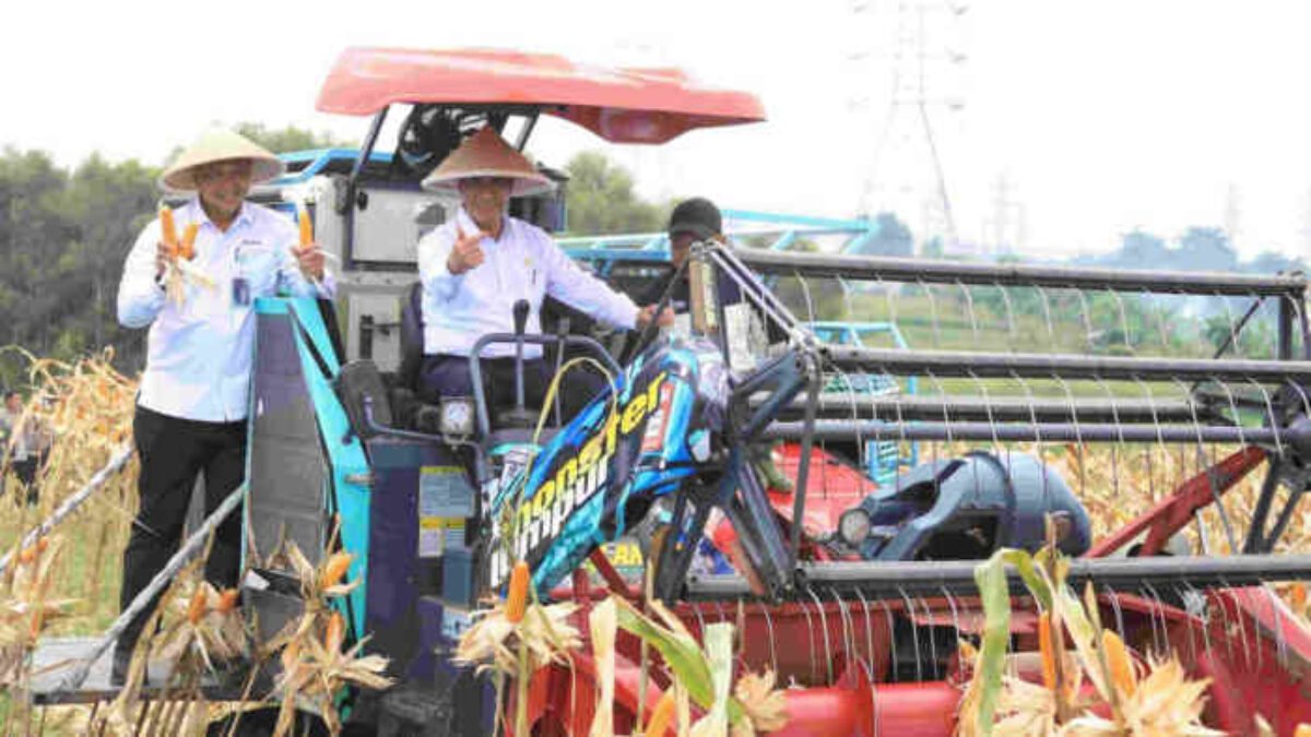 Panen Raya Jagung di Bekasi: Kawasan Industri Ikut Panen, Swasembada Dikebut